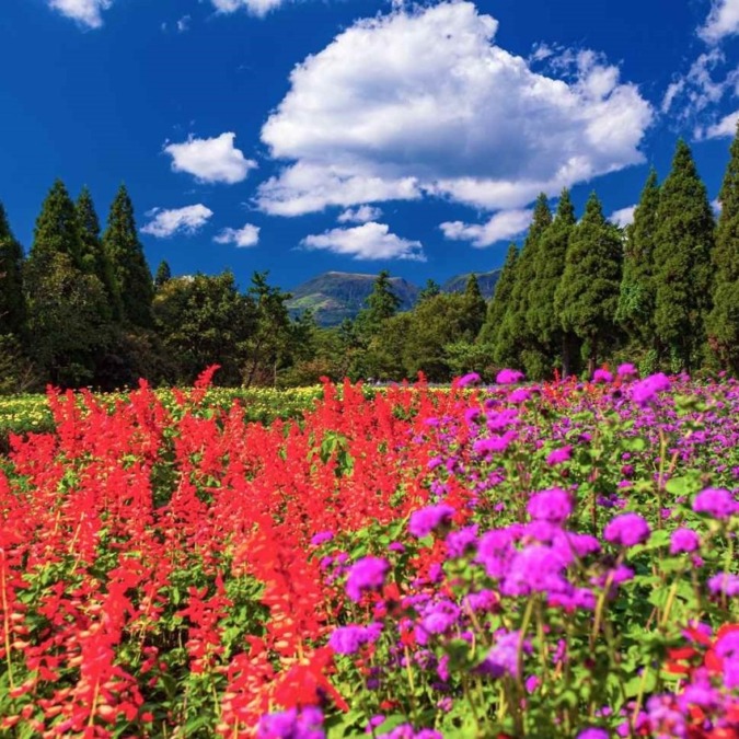 Kujyu Flower Park