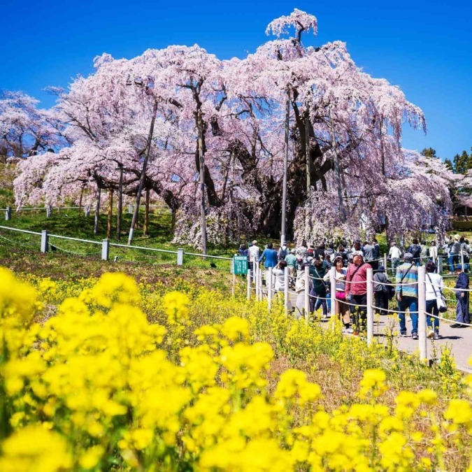 Miharu Takizakura tree