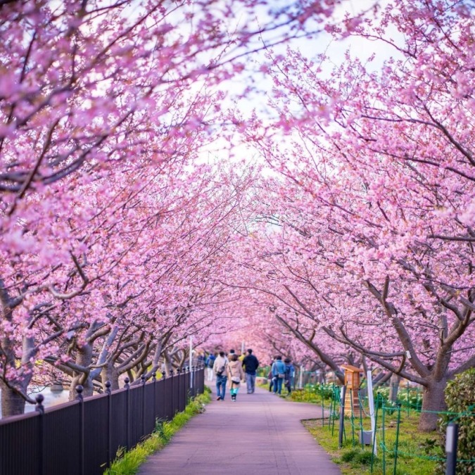 Cherry blossoms in Kawazu-cho,Izu