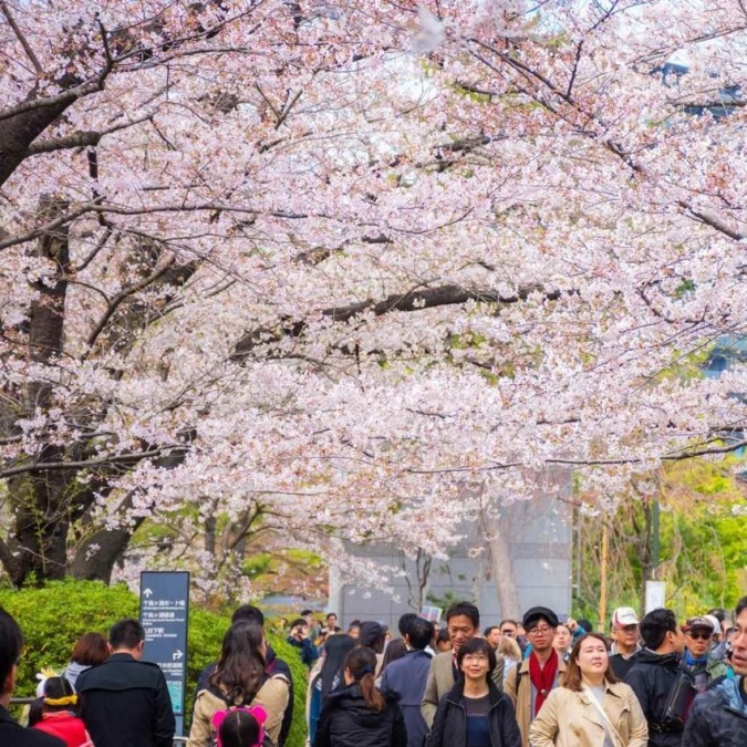 Scenery of cherry blossoms at Chidorigafuchi