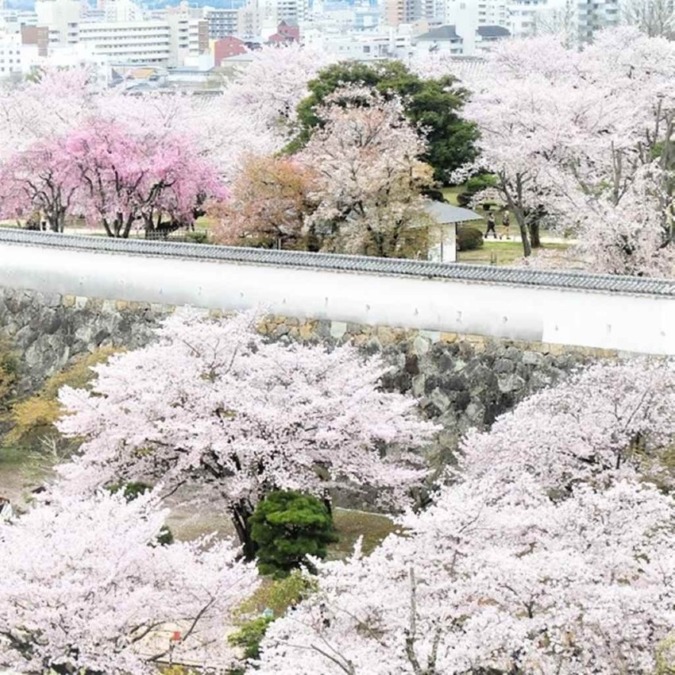 Cherry blossom scenery of Himeji Castle