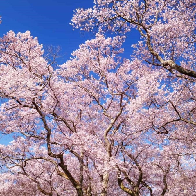 Takato Joshi Park