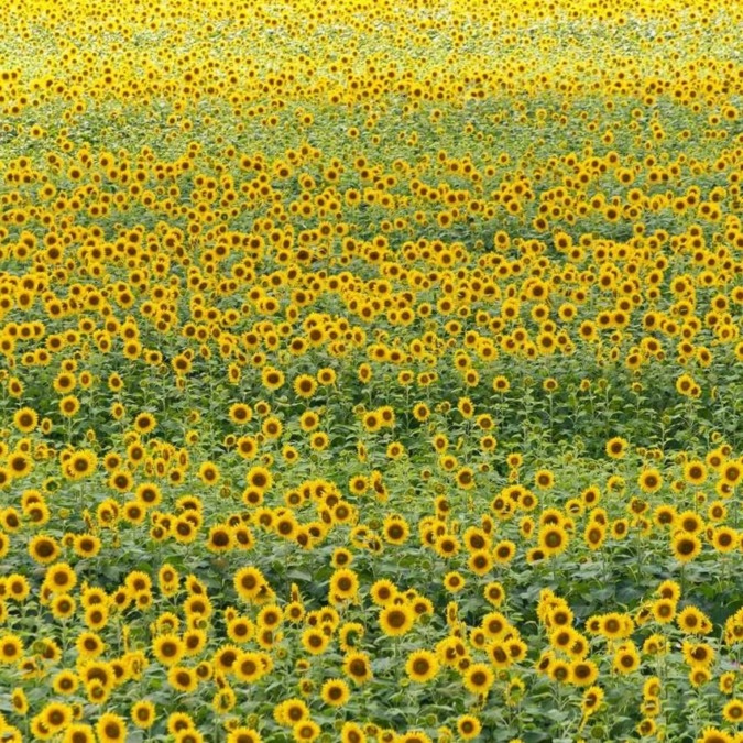 Nanko sunflower fields