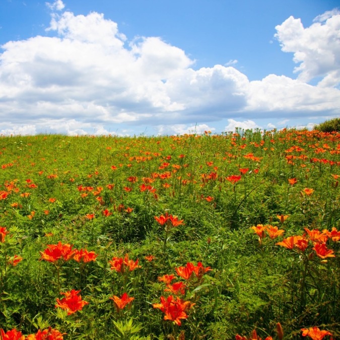 Koshimizu Wild Flower Garden