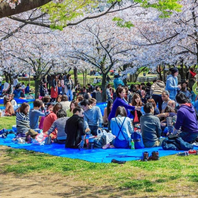 Cherry blossoms in Osaka Castle Park