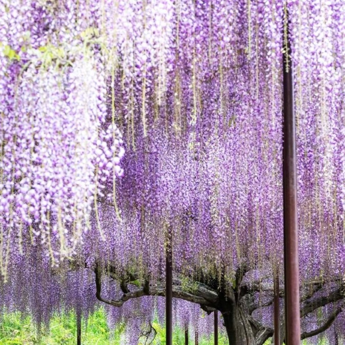 Wisteria flowers at Byakugoji Temple