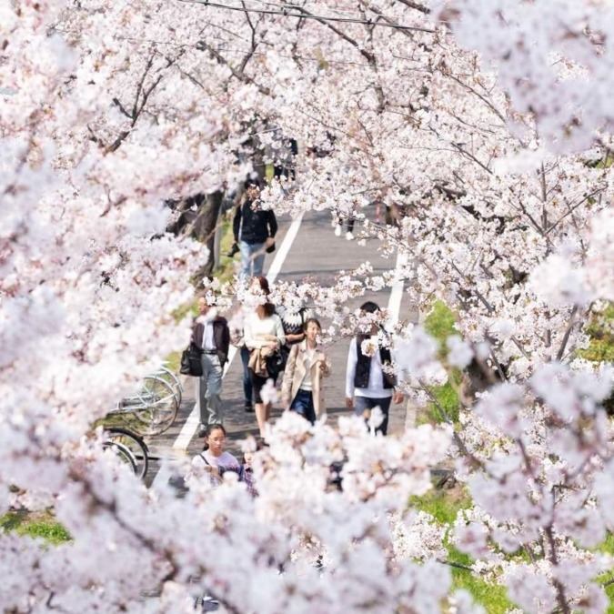 毛馬桜之宮公園 大阪市 3月下旬 4月上旬 大阪の桜の名所 花見 の人気スポット お花畑モンスター