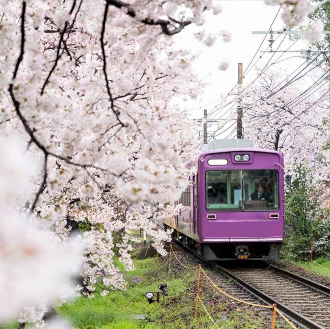 Cherry blossoms in Kyoto