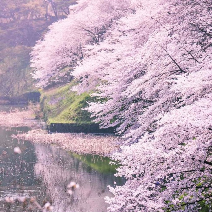 Scenery of cherry blossoms at Chidorigafuchi