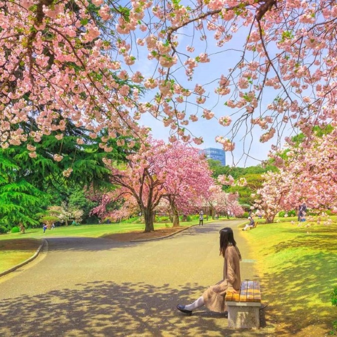 Cherry blossom scenery in Shinjuku Gyoen