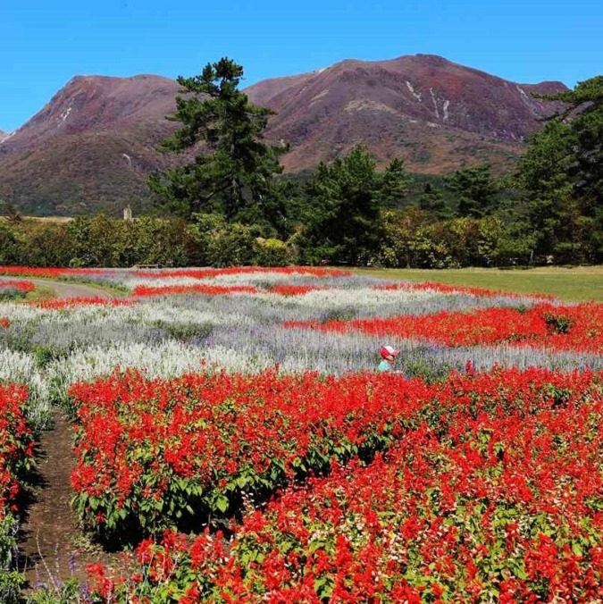 Kujyu Flower Park