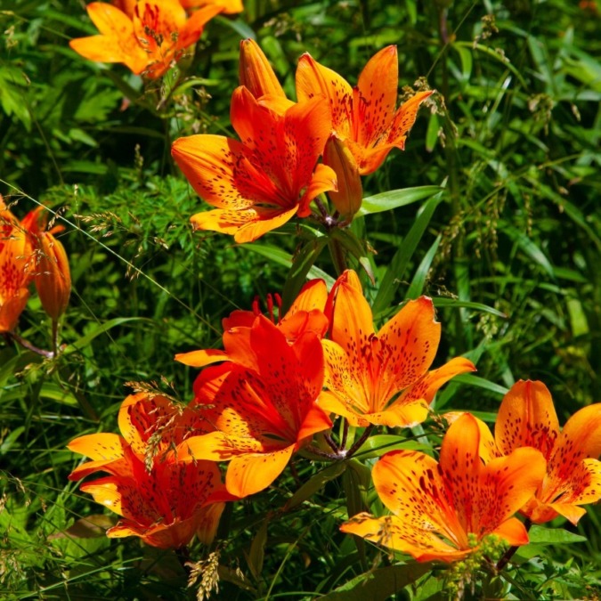 Koshimizu Wild Flower Garden