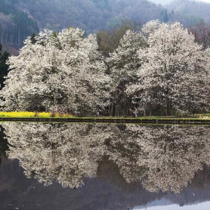 Scenery of Hakuba in early spring