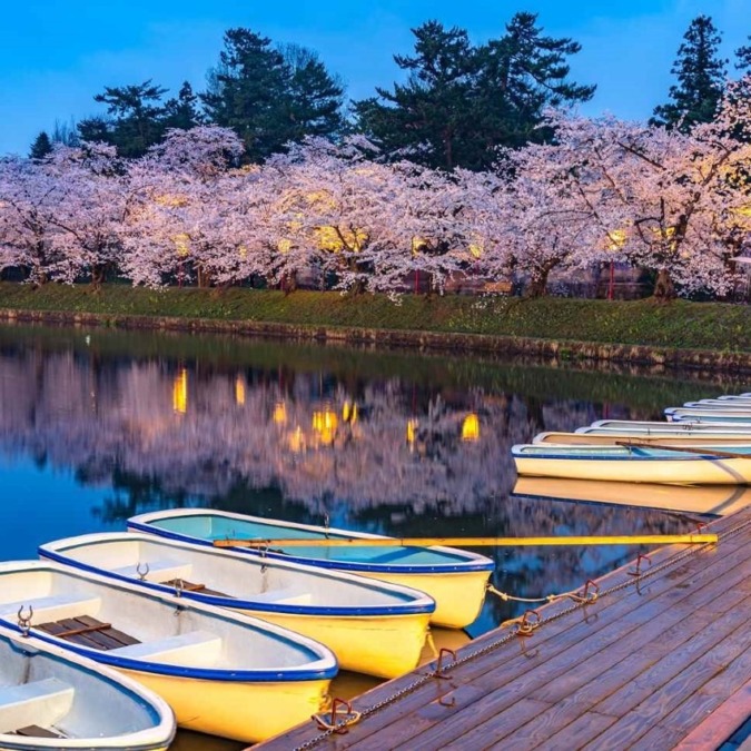 Cherry blossoms at Hirosaki Castle