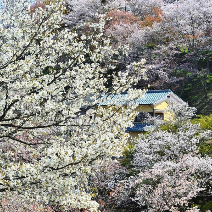 Beautiful cherry blossom scenery of Yoshinoyama