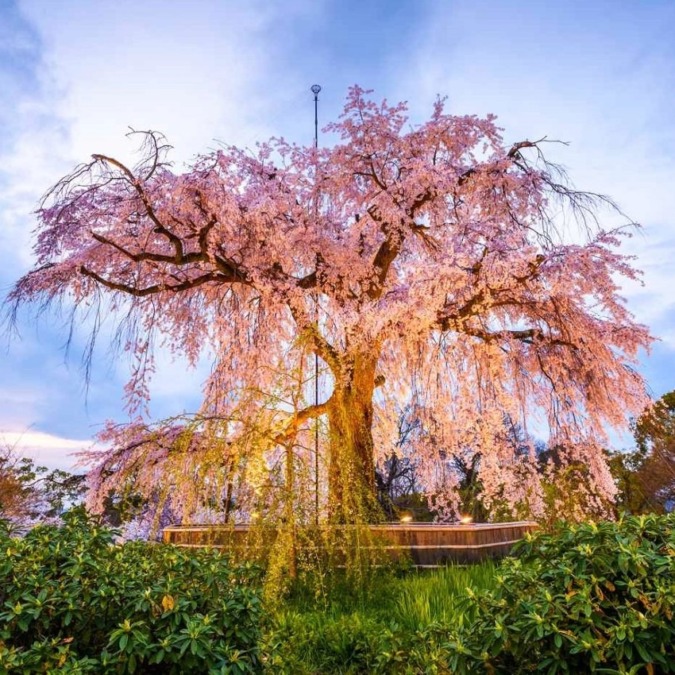 Cherry blossoms in Maruyama Park