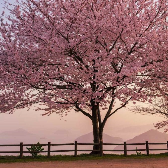 Cherry blossoms on Mt.Shiude