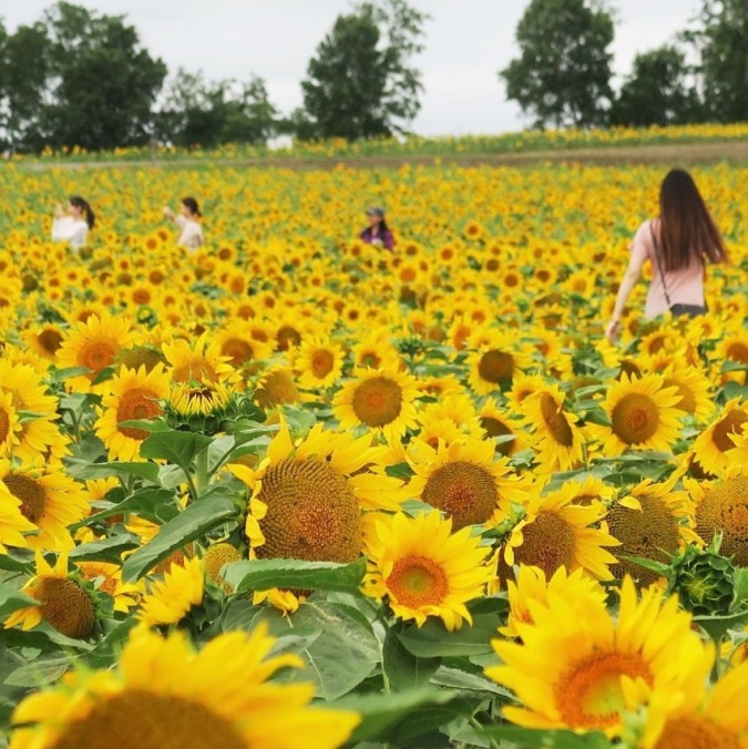 Hokuryu Sunflower Village