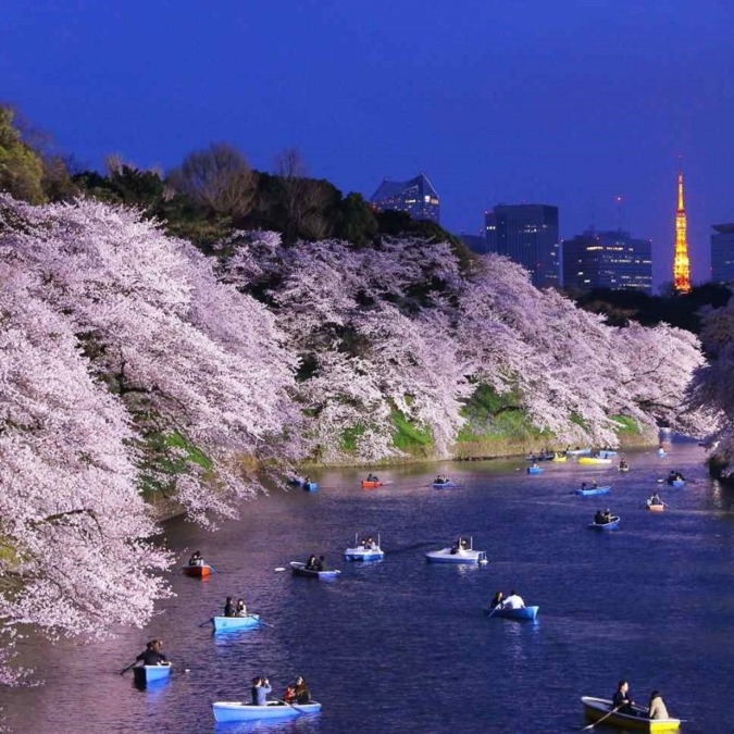 Scenery of cherry blossoms at Chidorigafuchi