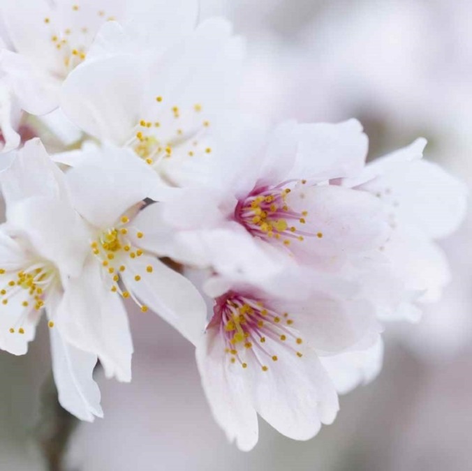 Cherry blossoms at Miyajima