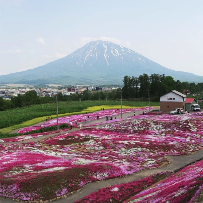 Mishima Shibazakura garden