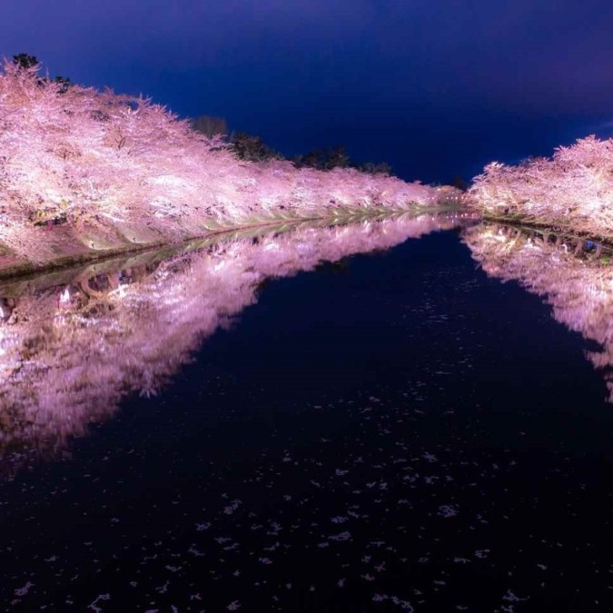 Cherry blossoms at Hirosaki Castle