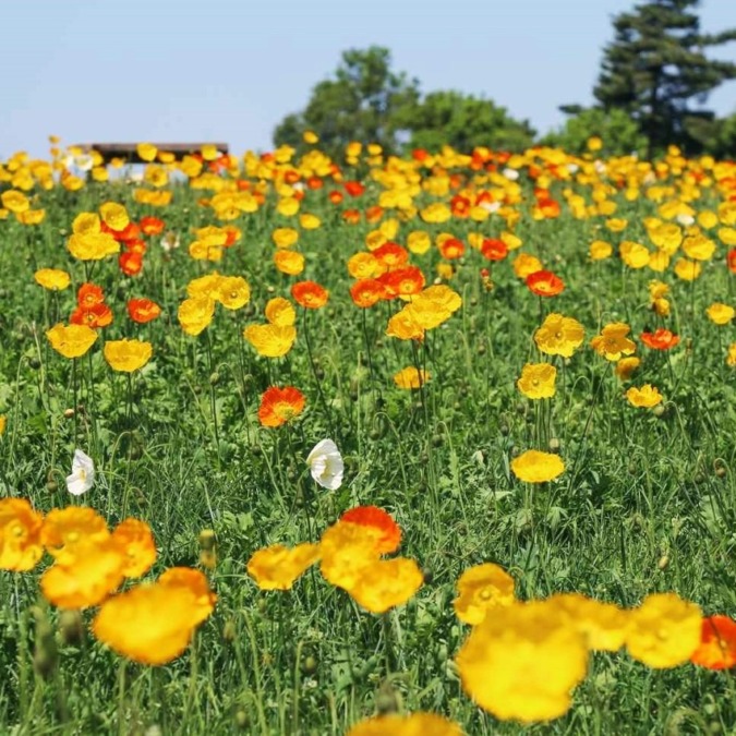 Tottori Hanakairo