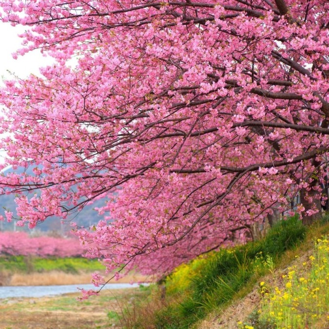 伊豆 河津町 静岡県 2月上旬 ３月上旬 いち早く咲く ピンク色の桜の花が人気 お花畑モンスター