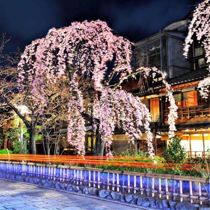 Cherry blossoms in Kyoto