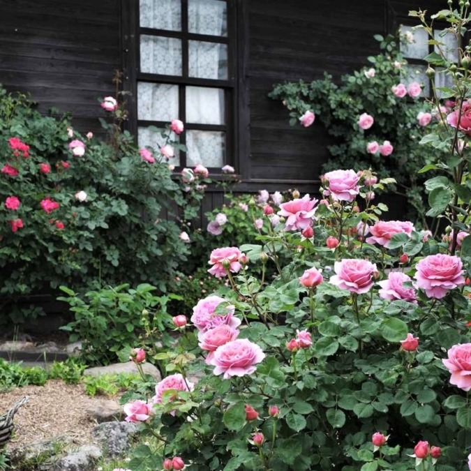 Kujyu Flower Park