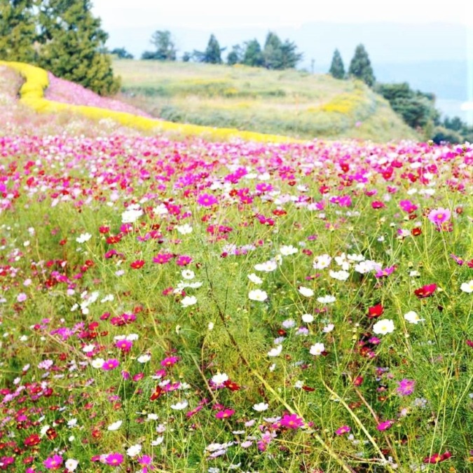 Cosmos at Ikoma Plateau