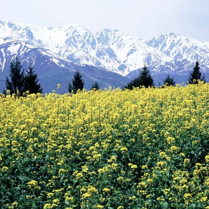 Scenery of Hakuba in early spring