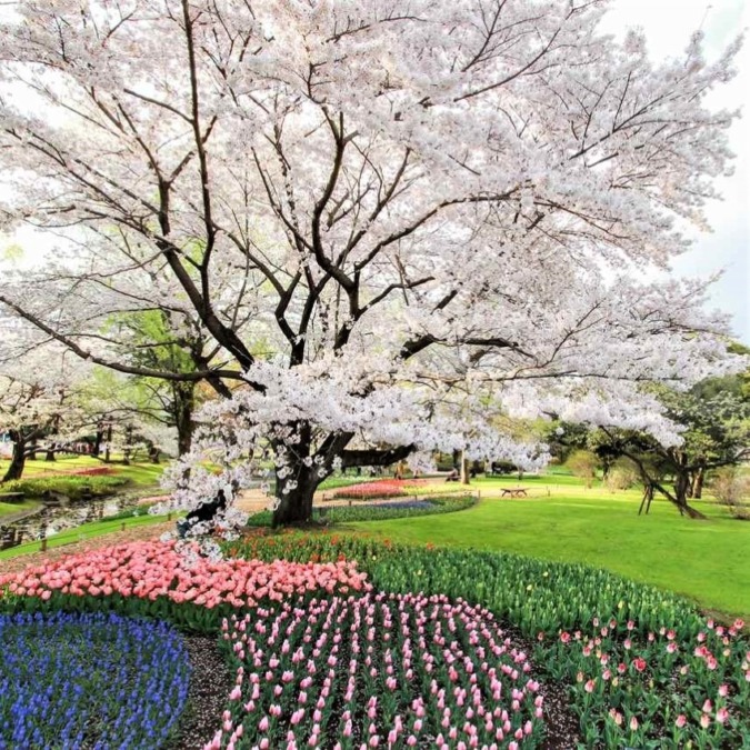 Showa Kinen Park