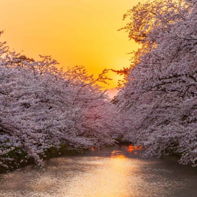 Cherry blossoms at Hirosaki Castle