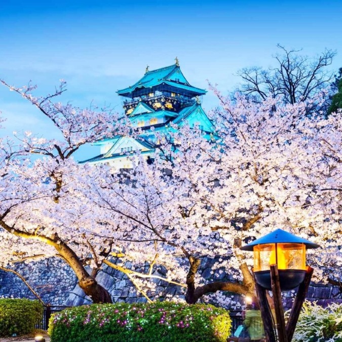 Cherry blossoms in Osaka Castle Park