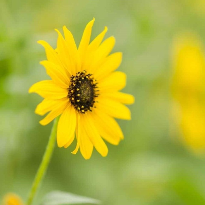 Sunflowers at Sera Kogen Farm