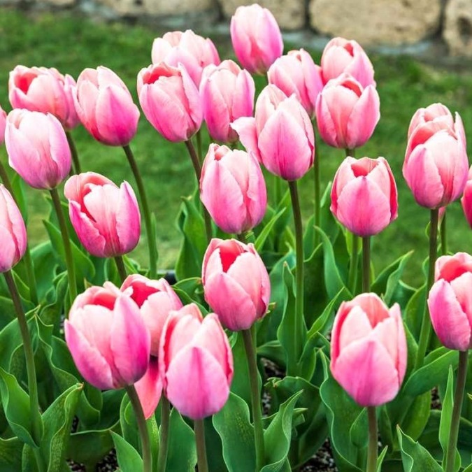 Kamiyubetsu Tulip Park