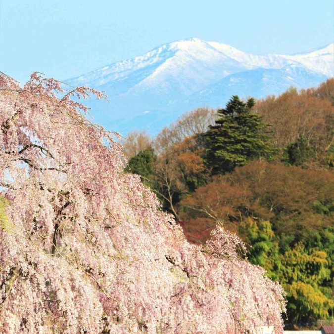 Miharu Takizakura tree