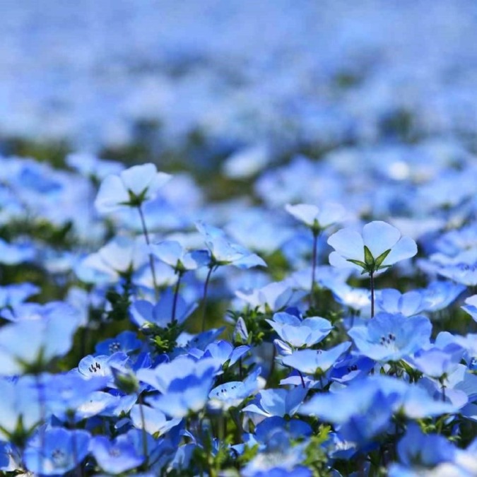 Nemophila at Uminonakamichi Seaside Park