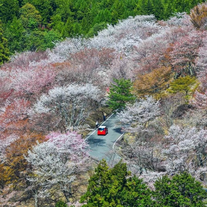 Beautiful cherry blossom scenery of Yoshinoyama