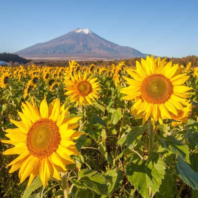 Yamanakako Hananomiyako Flower Park