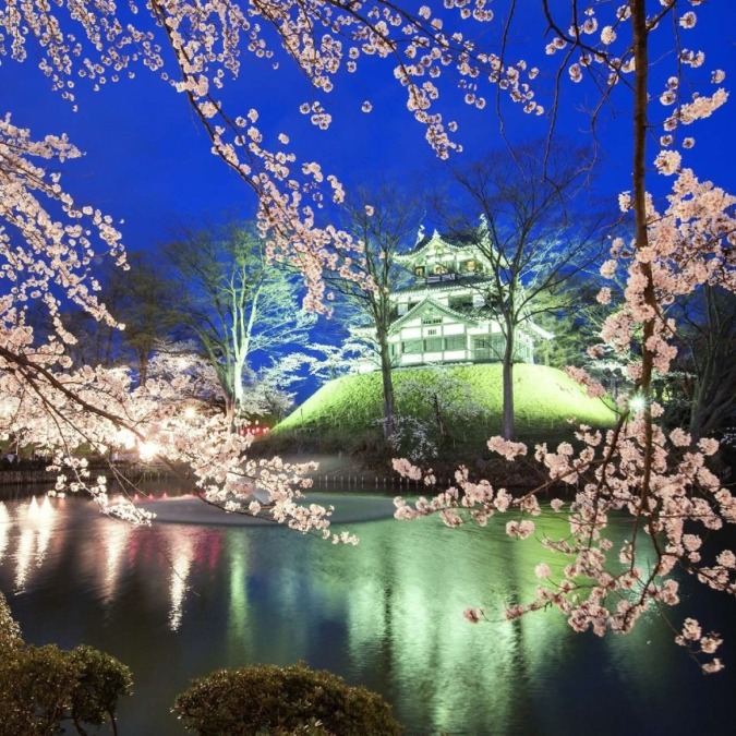 高田城 新潟県 4月上旬 ４月中旬 日本三大夜桜のひとつ ライトアップが美しい お花畑モンスター