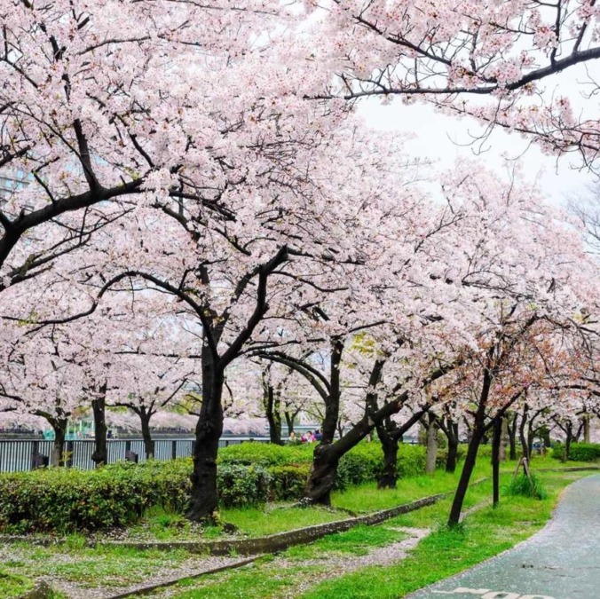 Cherry blossoms at Kema Sakuranomiya Park