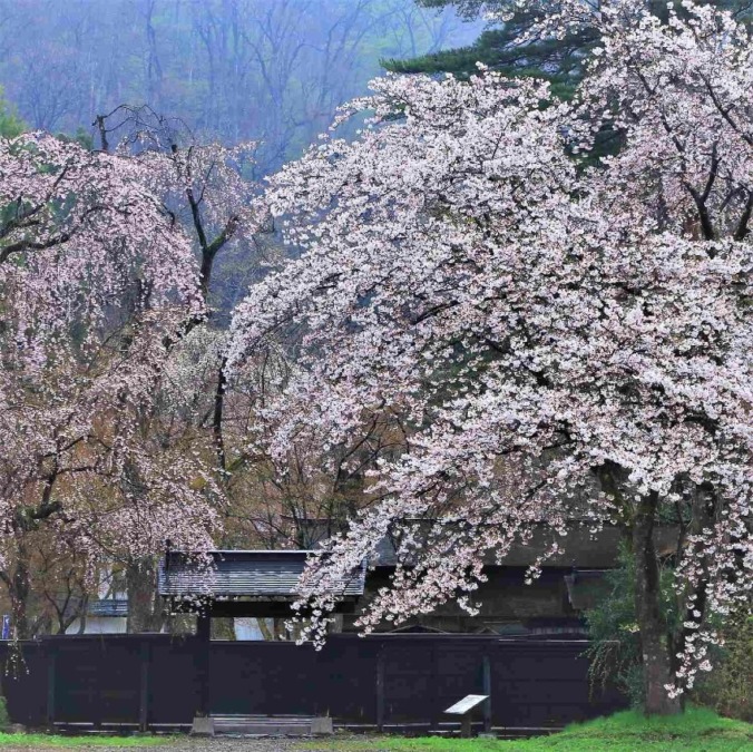 Cherry blossoms at Kakunodate Buke Yashiki