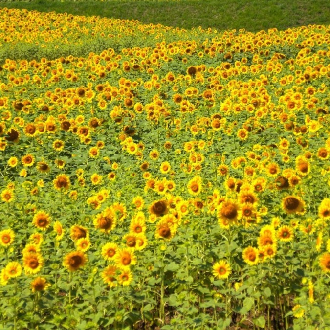 Hokuryu Sunflower Village