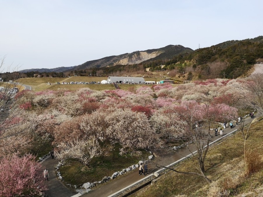 いなべし梅林公園 三重県 クルマでしか行けないが 広大な敷地に多数の梅 お花畑モンスター