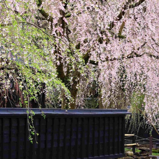 Cherry blossoms at Kakunodate Buke Yashiki