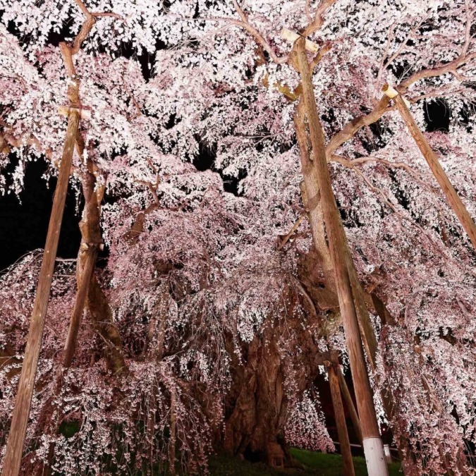 Miharu Takizakura tree