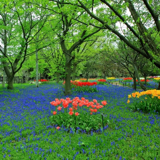 Lilies of the valley park