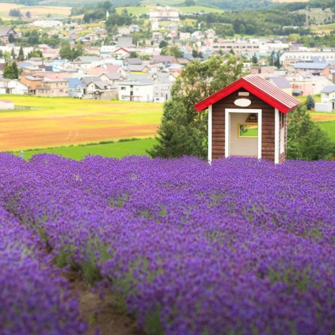 Hinode Park Lavender Garden